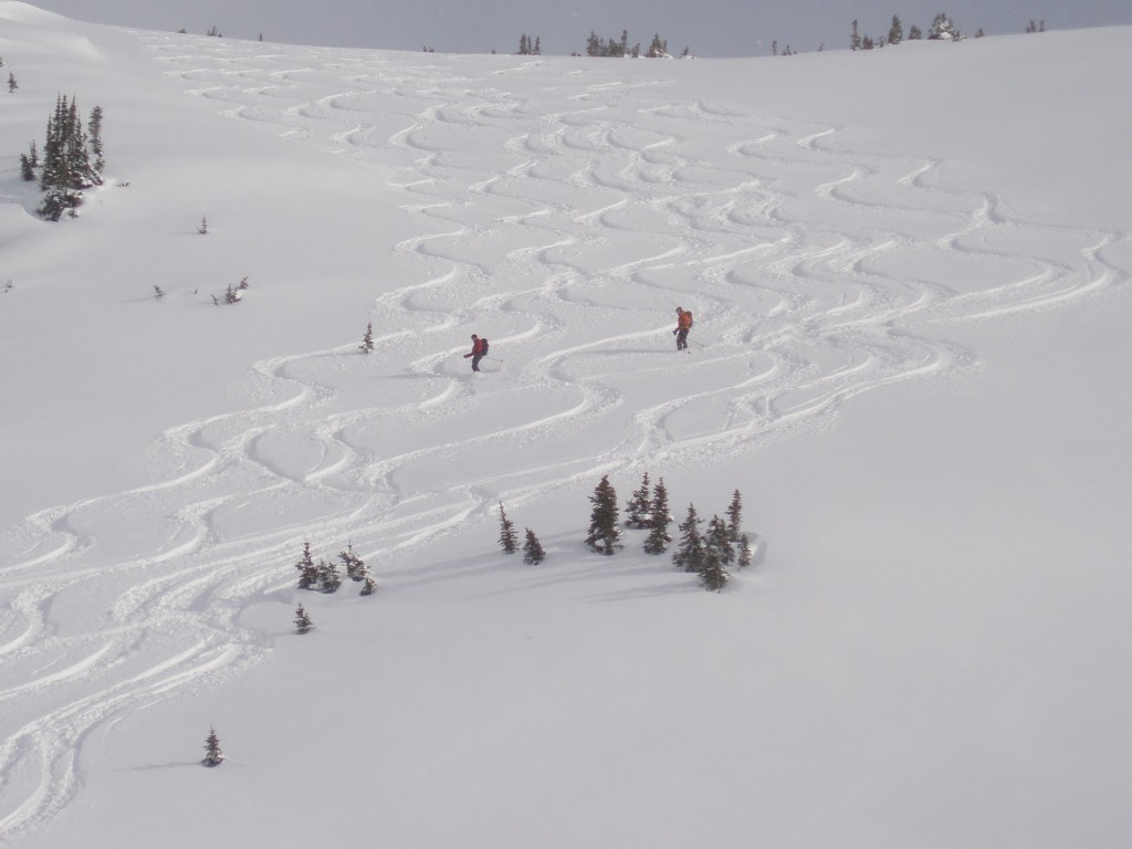 Snow Immersion Deaths redux – Oplopanax Horridus