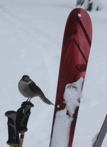 whiskey jack on ski poles