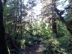 Forest Trail