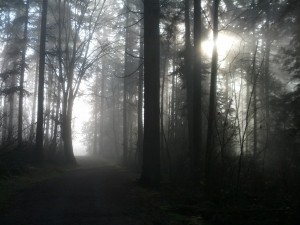 Trees with sunlight