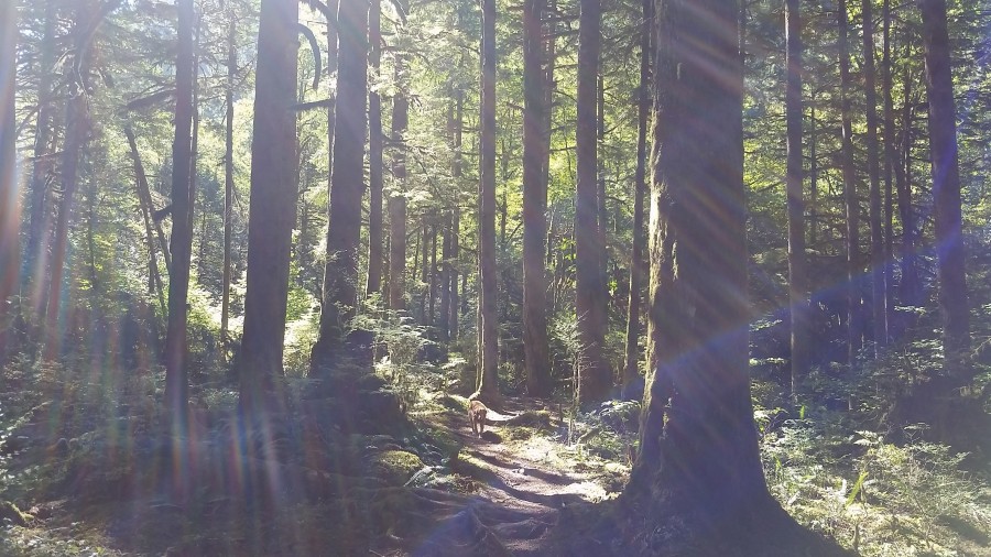 Elliot Lake; the rescuers speak Oplopanax Horridus